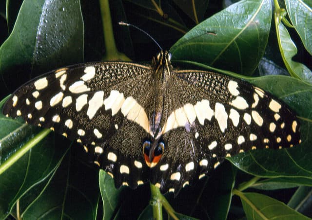 Bobiri Forest Reserve & Butterfly Sanctuary