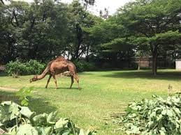 Kumasi Zoological Garden