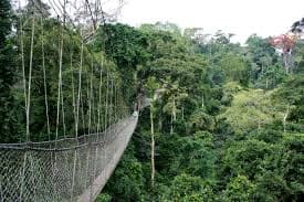 Kakum National Park