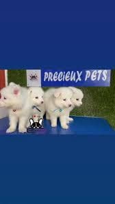 Precieux Pets Kennel