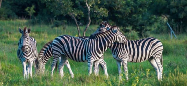 Shai Hills safari