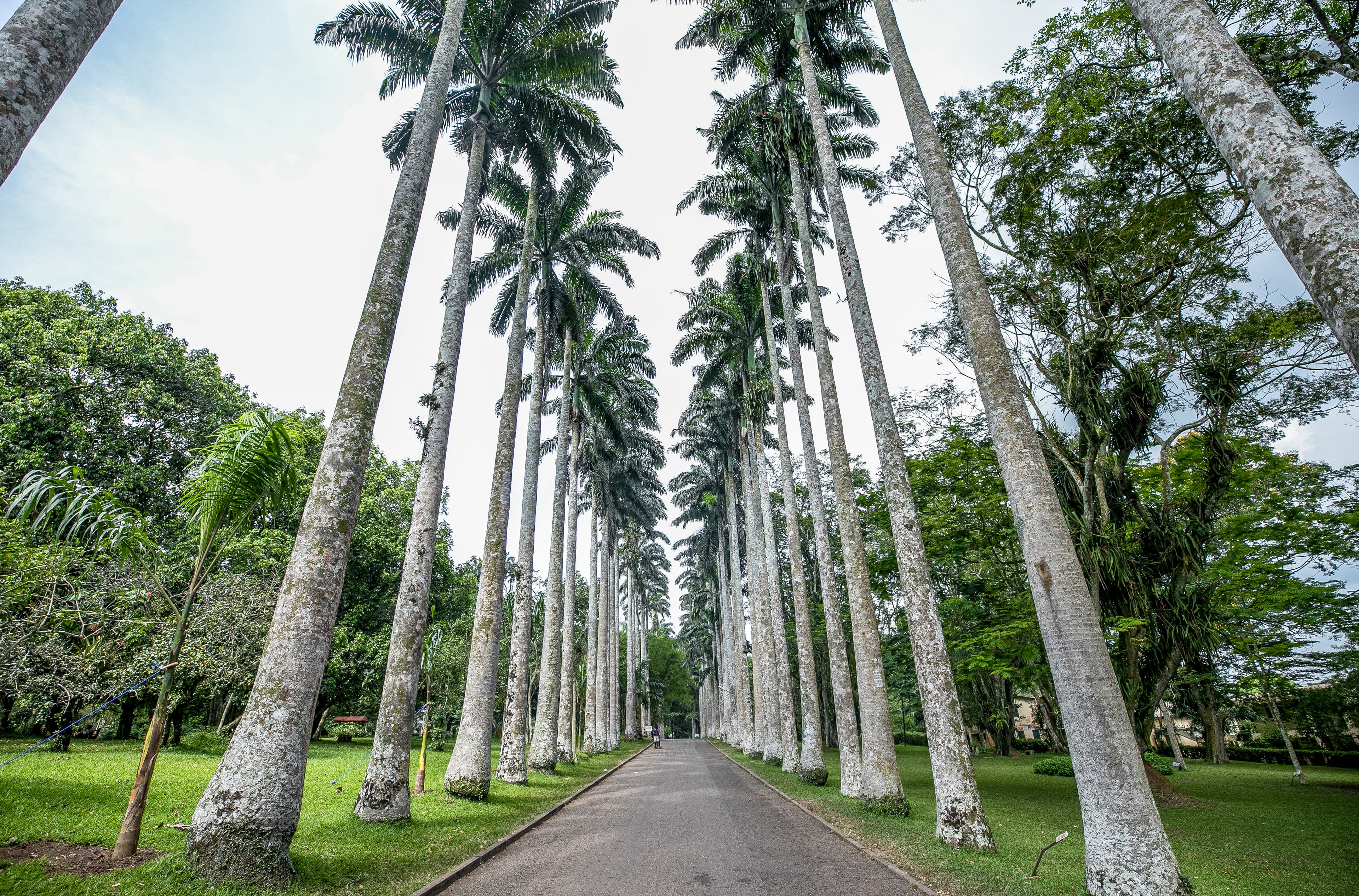 Aburi Green Escape